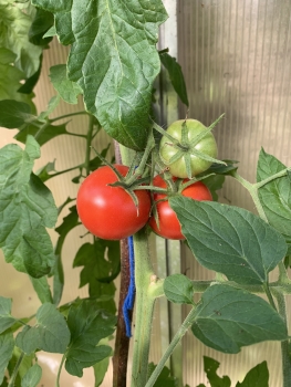 Preview: Brigittes Rote 22